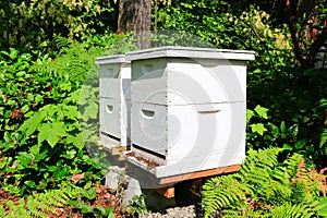 Bee boxes for beekeepers