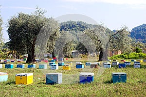 Bee boxes and olive trees