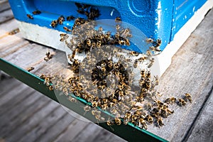 Bee Brains Hold Temp Steady to Slow Cook Hornet near hive entrance