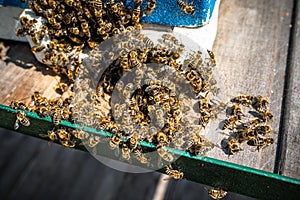 Bee Brains Hold Temp Steady to Slow Cook Hornet near hive entrance