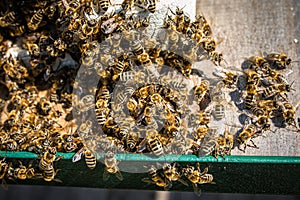 Bee Brains Hold Temp Steady to Slow Cook Hornet near hive entrance