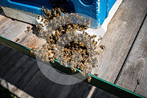 Bee Brains Hold Temp Steady to Slow Cook Hornet near hive entrance