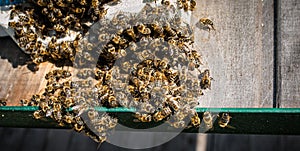 Bee Brains Hold Temp Steady to Slow Cook Hornet near hive entrance