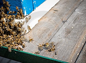 Bee Brains Hold Temp Steady to Slow Cook Hornet near hive entrance