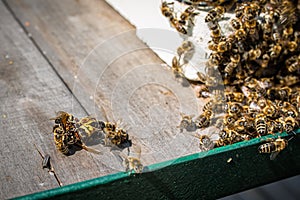 Bee Brains Hold Temp Steady to Slow Cook Hornet near hive entrance