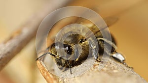 Bee on a branch