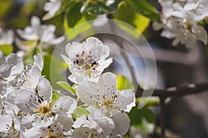 A bee on the branches of a tree with white flowers.