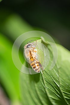 Bee on a bright green leaf