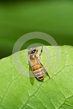 Bee on a bright green leaf