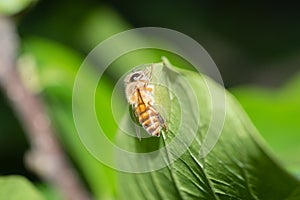 Bee on a bright green leaf