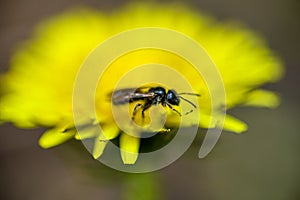 A bee on a bright yellow dandelion flower