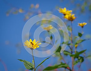 Bee on bright yellow flower of false sunflower photo