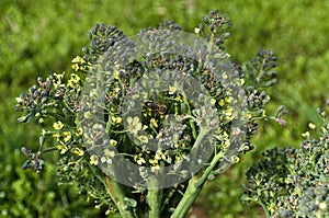 Bee on the broccoli flower