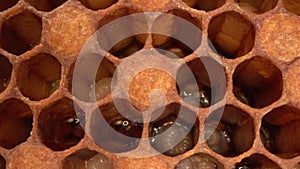 Bee brood, Eggs and larvae. Brood cells close up