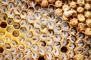 Bee Brood, bee larvae in honeycomb cell photo