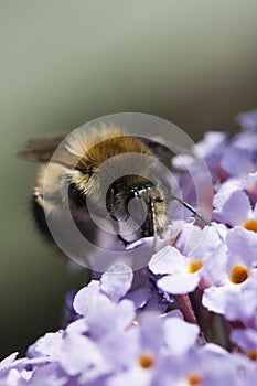 Bee on Buddleia davidii