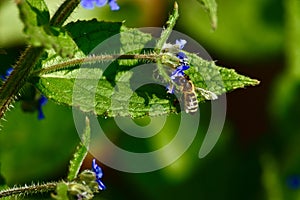 A bee on a bugloss flower