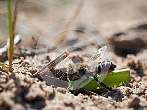 The bee builds a house in the land