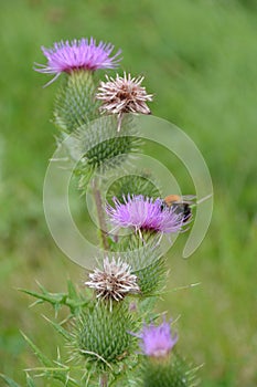 Bee on Bull Thistle with multiple flower heads
