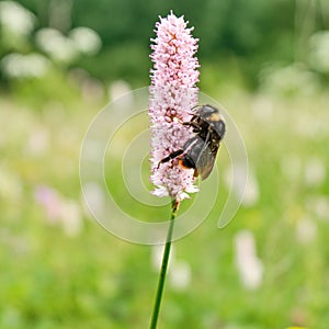 Bee, bumblebee on pink flower, snakeweed , bistort in the meadow in summer, spring in the daytime on a blurred