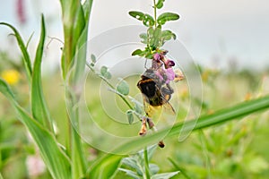 Bee, bumblebee on pink flower, snakeweed , bistort in the meadow in summer, spring in the daytime on a blurred