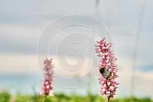 Bee, bumblebee on pink flower, snakeweed , bistort in the meadow in summer, spring in the daytime on a blurred