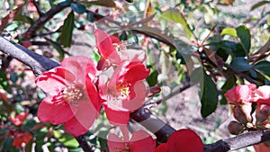 Bee, bumblebee pollinating  blooming bright red and pink flowers of Japanese quince, Chaenomeles. Photo without retouching.