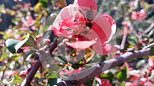 Bee, bumblebee pollinating  blooming bright red and pink flowers of Japanese quince, Chaenomeles. Photo without retouching.