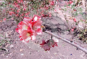 Bee, bumblebee pollinating  blooming bright red and pink flowers of Japanese quince, Chaenomeles. Photo without retouching.