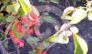 Bee, bumblebee pollinating  blooming bright red and pink flowers of Japanese quince, Chaenomeles. Photo without retouching.