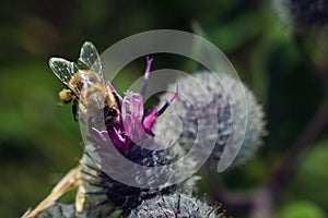 Bee on Burdock Flower