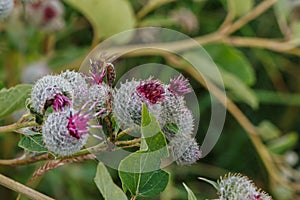 bee on a burdock flower