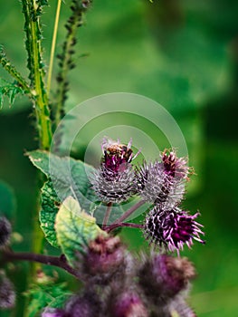 Bee and a burdock plant