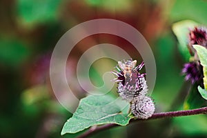 Bee and a burdock plant