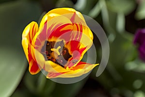 Bee in a Burning Heart Tulip