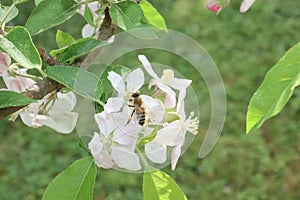 Bee butin apple blossoms flower collecting pollen and nectar to make honey