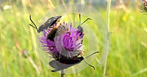 Bee and butterflies lie on colored flower