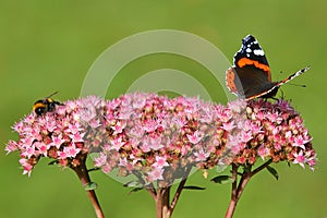 Bee and Butterfly on Pink Flower