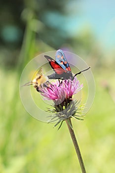 A bee and a butterfly share a flower