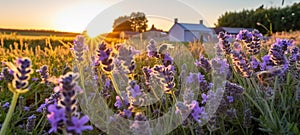 bee and butterfly on wild field floral sunny field meadow ,daisies, cornflowers,lavender ,poppy flowers