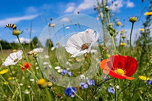 bee and butterfly on wild field floral sunny field meadow ,daisies, cornflowers,lavender ,poppy flowers