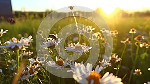 bee and butterfly on wild field floral sunny field meadow ,daisies, cornflowers,lavender ,poppy flowers