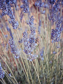 A bee buzzed in the lavender fields.