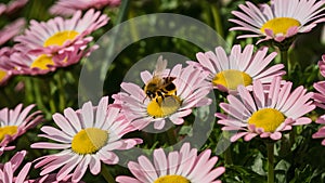 Bee buzzes amid pink daisies in the warm sunlight