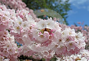 Bee buzzing above the cherry blossoms in Seattle