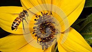 Bee Buzzing Around Sunflower