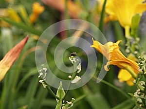 Bee buzzing in the flowers.