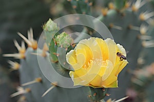 Bee on cactus flower