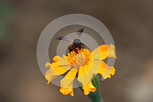 A bee on a calendula flower closeup. A bee collects nectar to make honey and pollinates a marigold flower