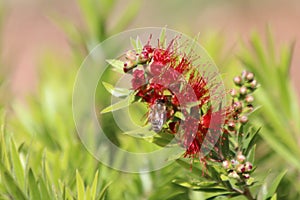 Bee on Calistemon Flower